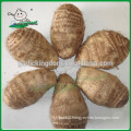 New fresh taro/Natural taro/new crop Chinese taro